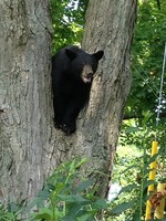 Photo by Laila Proulx. Bear in a tree on Pine Street.