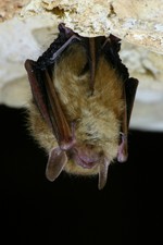 Learn about bats and make your own bat house to take home. At the Hudson Highlands Nature Museum. Photo provided.