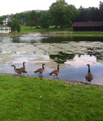 Photo by Jim Lennon. New geese at Ring's Pond July 26, 2013.