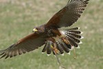 See a variety of raptors on Saturday, August 24 at 10 a.m. at the Hudson Highlands Nature Museum. Contributed photo.