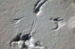 Come find out what animal left this track behind on Saturday, January 18 th 10 a.m. at the Hudson Highlands Nature Museum. Photo by Andrew Revkin