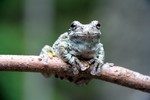 Tree Frog by Brian Kussard. Come to the Hudson Highlands Nature Museum for an Evening Frog Walk on Friday, May 8th- 7:30 p.m. at the Outdoor Discovery Center.