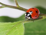 Learn about ladybugs at the Hudson Highlands Nature Museum on Sunday, May 4 at 10 a.m. photo provided.