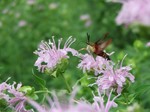 Native Plant Sale Saturday, May 17 from 9 a.m. to 1 p.m. at the Hudson Highlands Nature Museum in Cornwall.  Purchase plants that will attract bees, hummingbirds and butterflies. Photo by Pam Golben