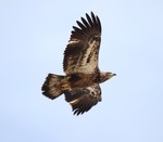 Photo by Maureen Moore. Young eagle flying near a nest.