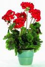 Geraniums will be for sale