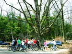 Bikers gather round the old oak tree